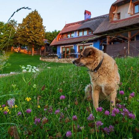 Casele Cu Stuf B&B Haus Ulrike Sălicea Buitenkant foto