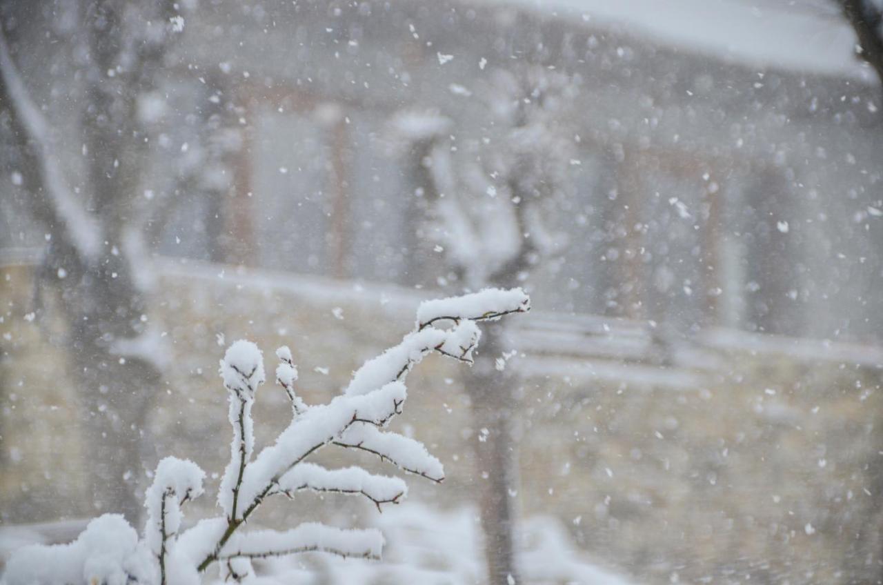 Casele Cu Stuf B&B Haus Ulrike Sălicea Buitenkant foto