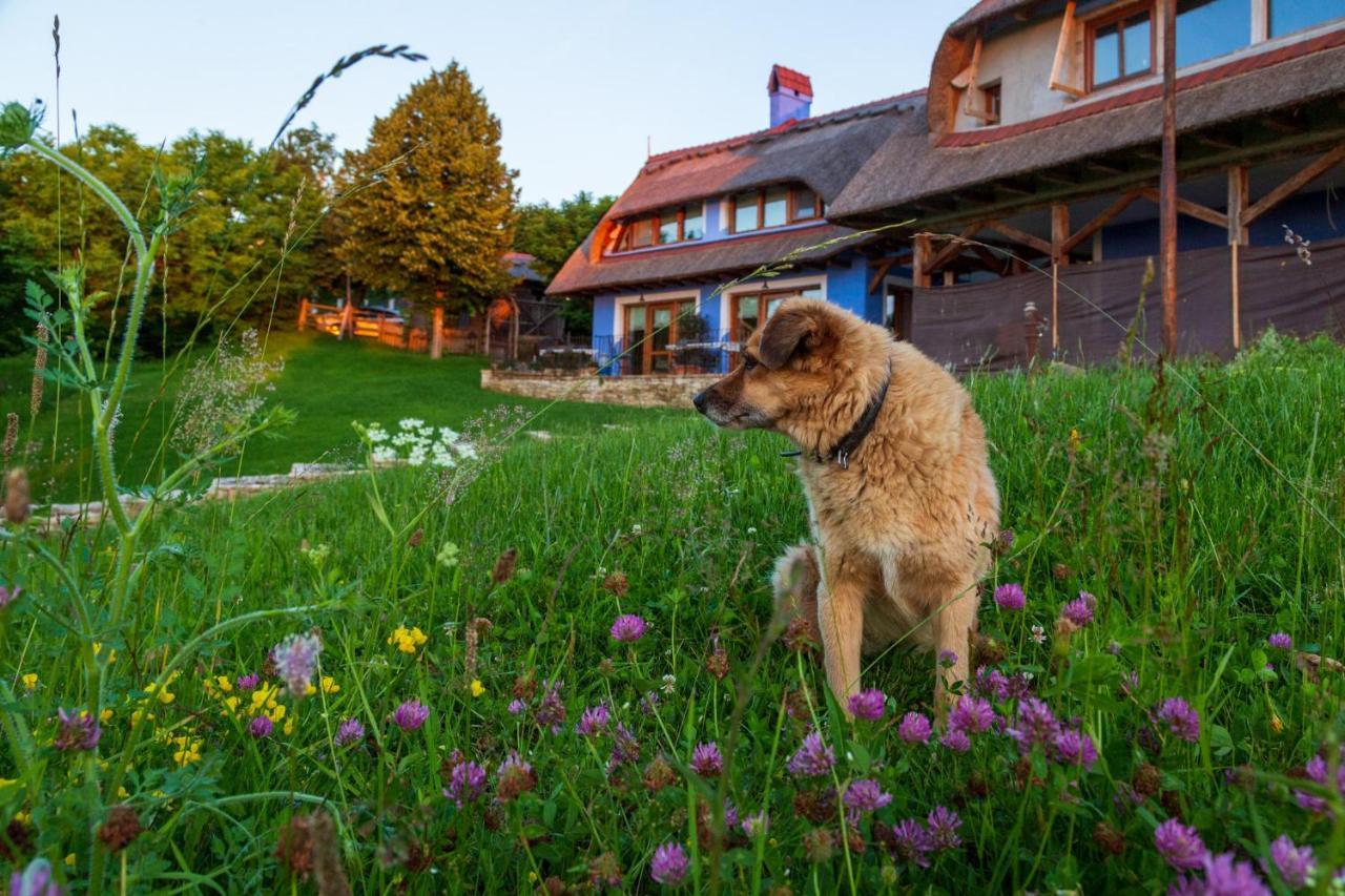Casele Cu Stuf B&B Haus Ulrike Sălicea Buitenkant foto